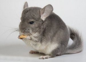 הצ'ינצ'ילה היא סוג של סנאי אמריקאי והיא חיית מחמד נפלאה. צ'ינצ'ילה - תמונה של החיה.