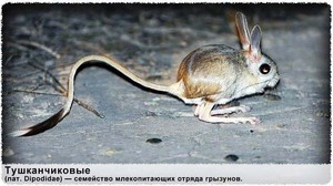 ג'רבואים - תמונות ותיאורים גם ג'רבואים חיים היטב בשבי.