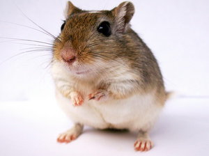 עכבר מונגולי או עכבר בעל טפרים ארוכים (Meriones unguiculatus) העכבר המונגולי גדול בהרבה מהעכברים שאנו רגילים אליהם.