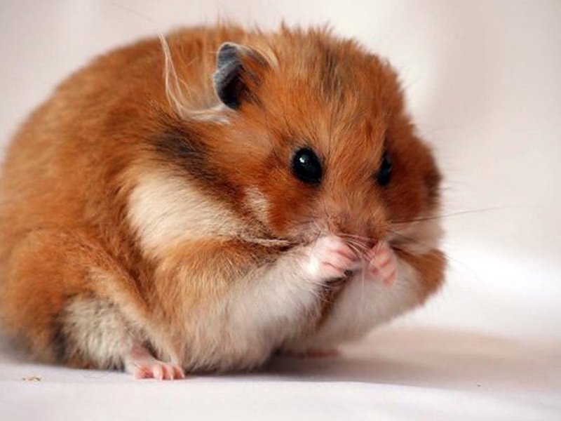 תמונה של אוגר כחיית מחמד אוגר ביתי הוא אחת ההחלטות הנפוצות ביותר בבחירת מכרסם.