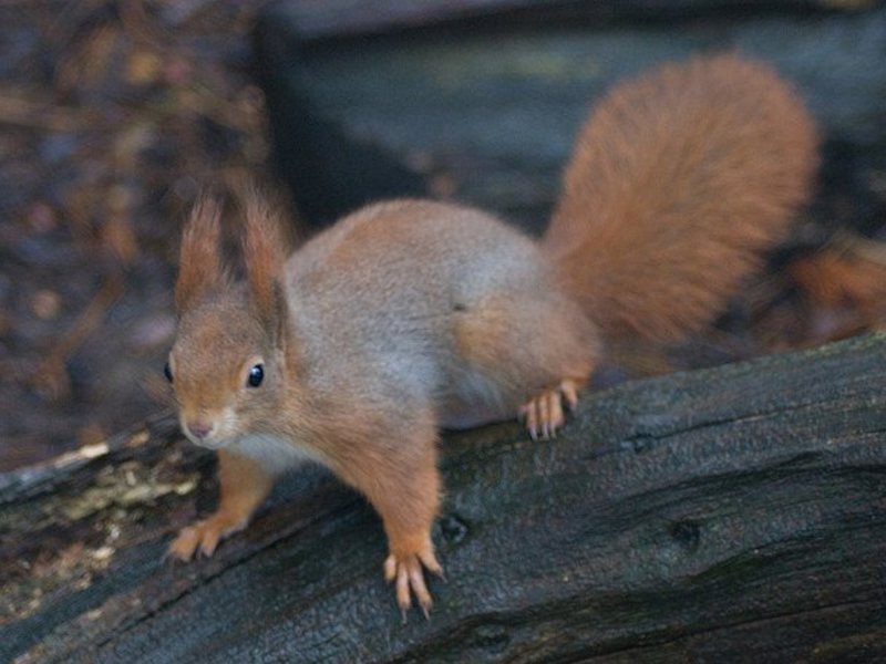 הסנאי האדום מוצג בתמונה. את הסנאי האדום אי אפשר לאלף, אבל הוא יכול גם להפוך לחיית מחמד מהנה.