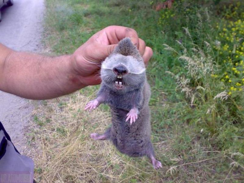 משפחת מכרסמים המאחדת מכרסמים חופרים - חולדות חפרפרות (Spalacidae) חולדות חפרפרת הן משפחה של מכרסמים הכוללת גופרים, עכברים, אוגרים, ג'רבואים ועוד.