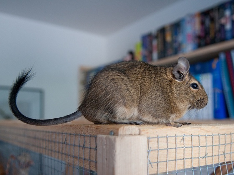 דגו סנאי צ'יליאני דגוס הם סוג נוסף של סנאים המוחזקים בשבי.