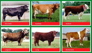 פרות לרבייה: שמות גזעים עם תמונות ותיאורים
