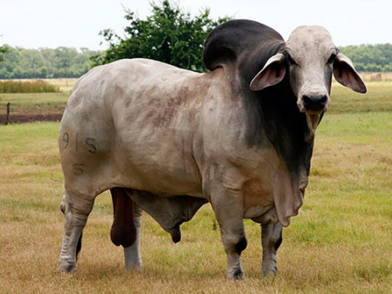 ברהמן הוא אחד מגזעי הפרות הנדירים בארצנו.