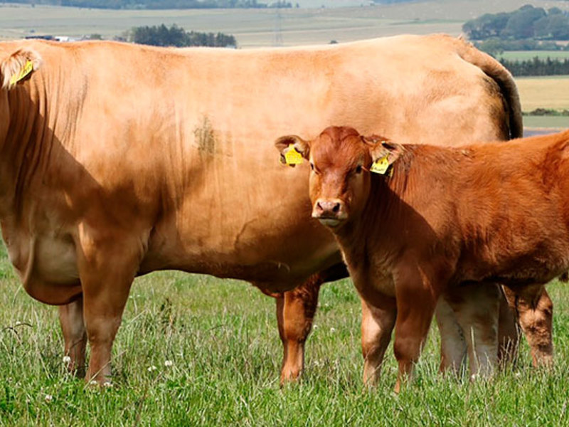 פרות לימוזין הן גזע מודרני נוסף.