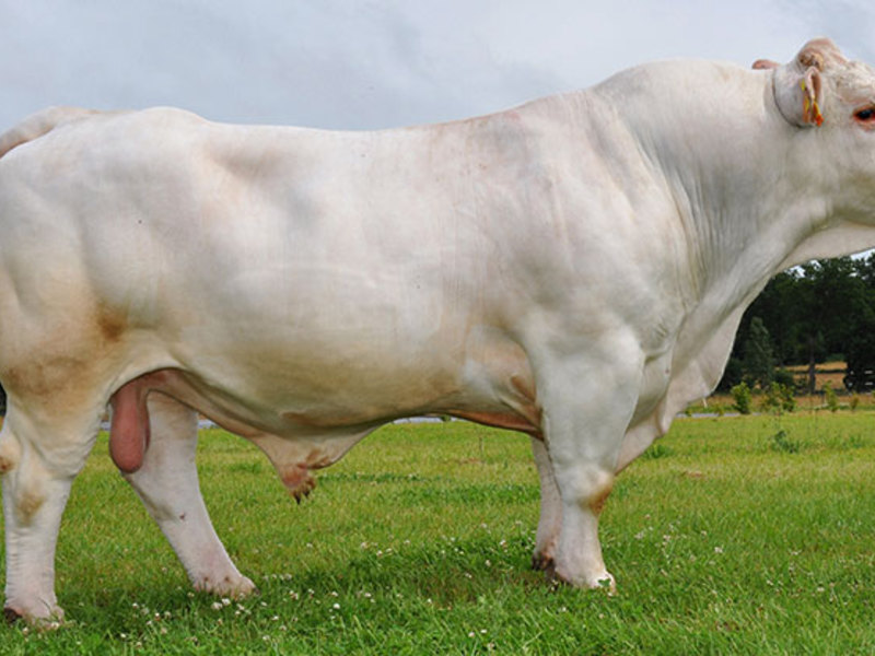 פרת השרולה היא אחד הגזעים המסורתיים