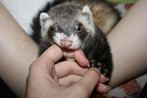 החמוס הוא שובב וחברותי מאוד.