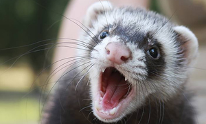 חמוס הוא סוג של חמוס ביתי.