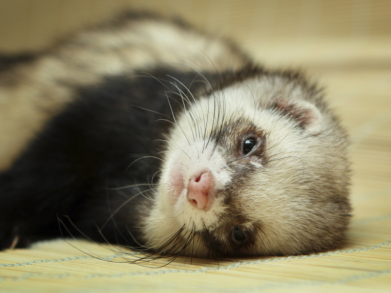 גורי חמוס - תכונות של שמירתם בבית