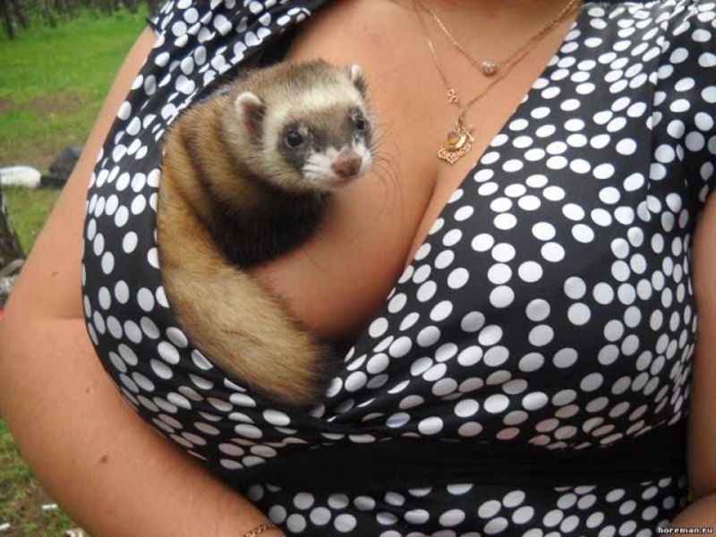 חמוס כחיית מחמד הוא בעל חיים שיהפוך לחבר הכי טוב שלך.