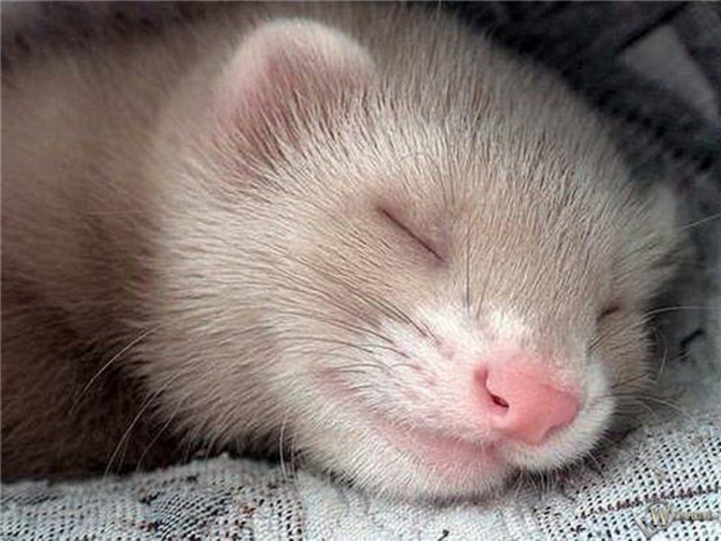 איך לגדל חמוסים בצורה נכונה