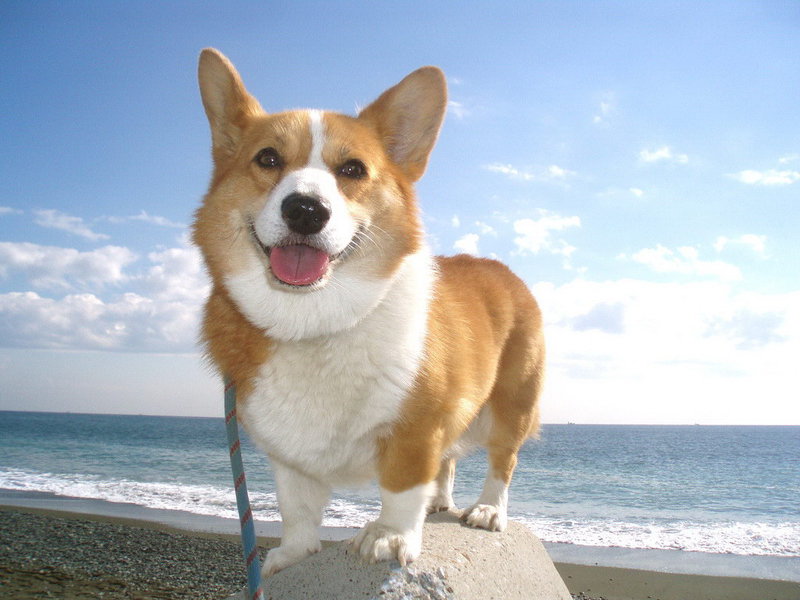 גזעי כלבים קטנים