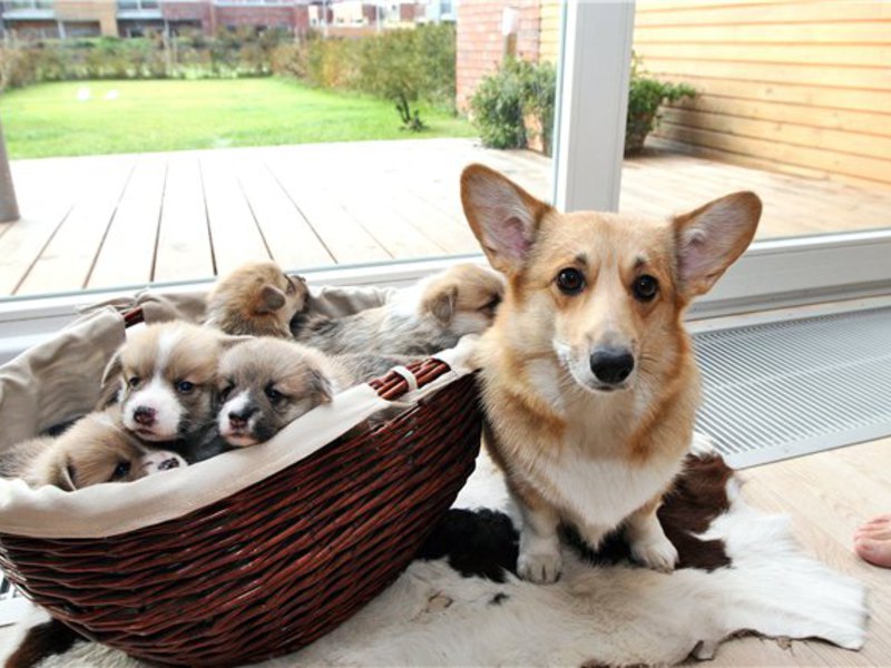 מאפיינים ותכונות של הגזע