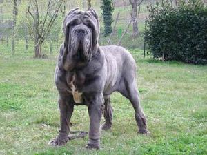 מסטיף נפוליטני: תיאור גזע ותמונות