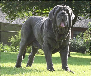 איך נוצר גזע המסטיף