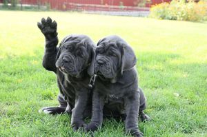 איך להאכיל מסטיף