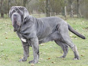 מאפייני גזע