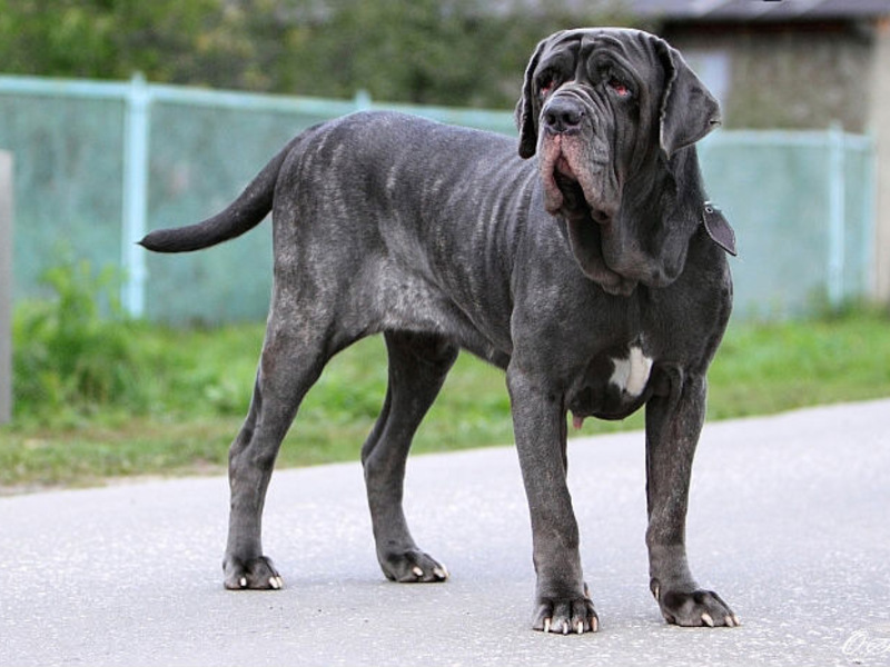 מהם ההרגלים של כלב מסטיף?