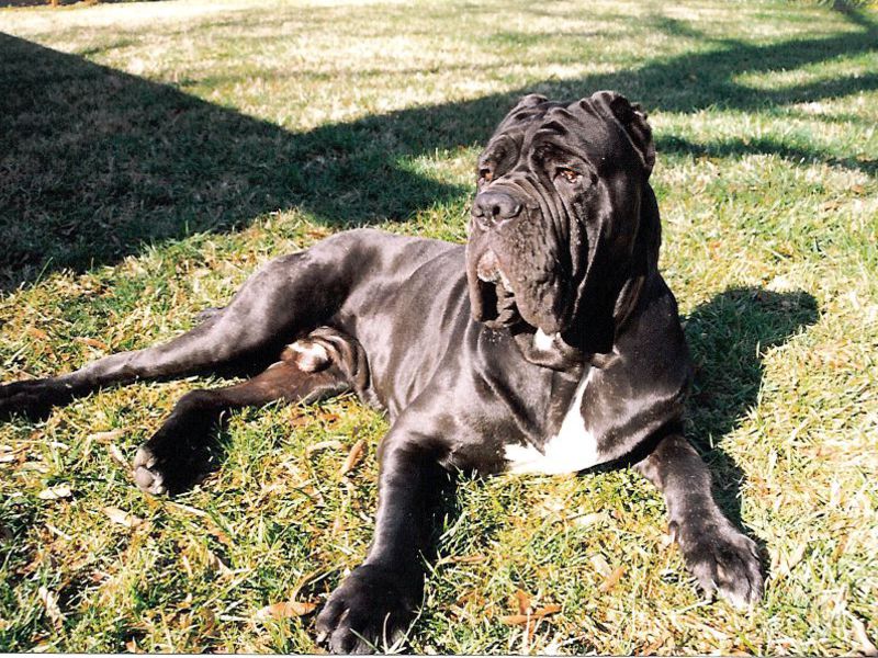 גורי מסטיף נפוליטני