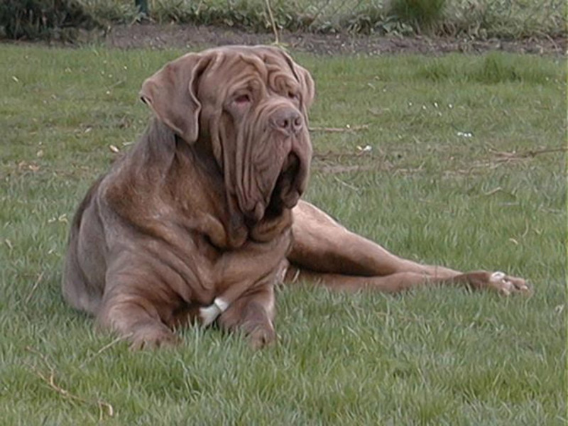 מראהו של המסטיף הנאופוליטני