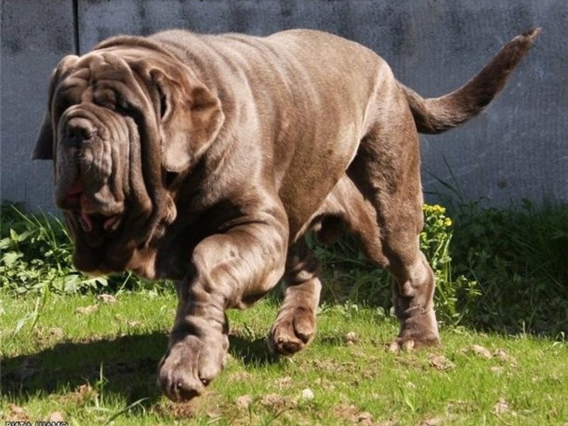 האכלת מסטיף