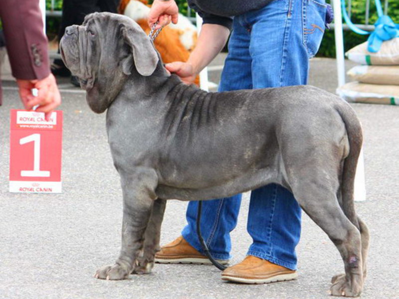 איך לטפל בגורי מסטיף