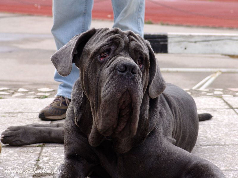 כלב מסטיף נפוליטני