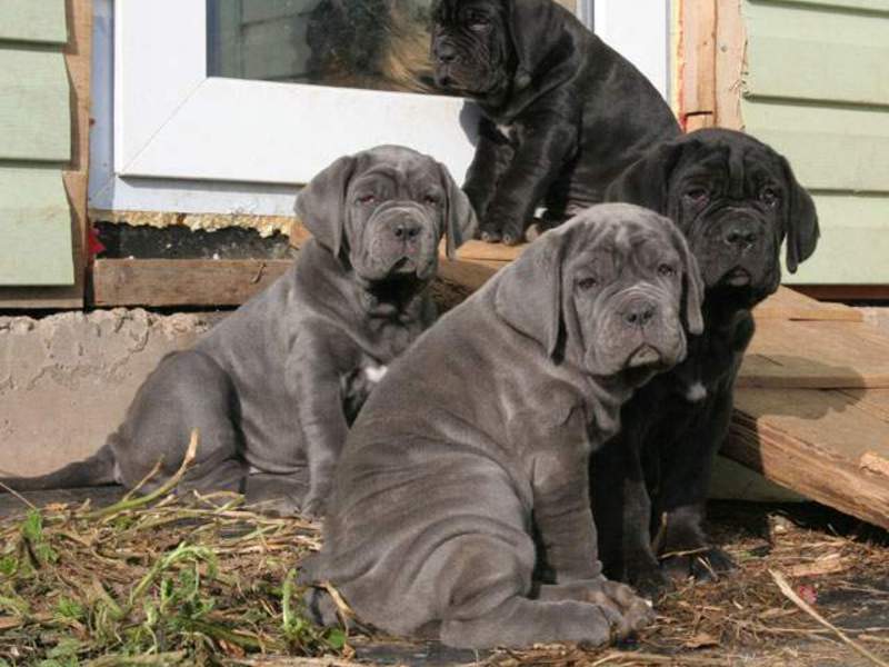 אישיות כלב מסטיף