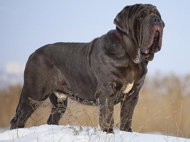 מאפייני גזע