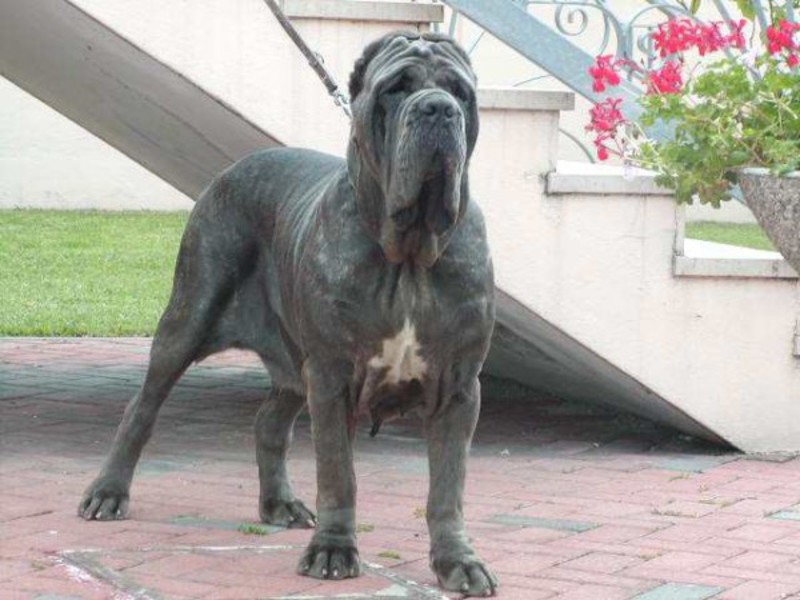 מזגו של כלב מסטיף נאופוליטן