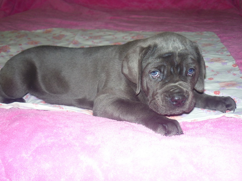 צבע וסוג הפרווה של מסטיף