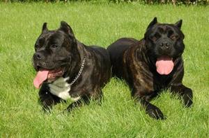 מידע על גזע היסטוריה של מקור הגזע