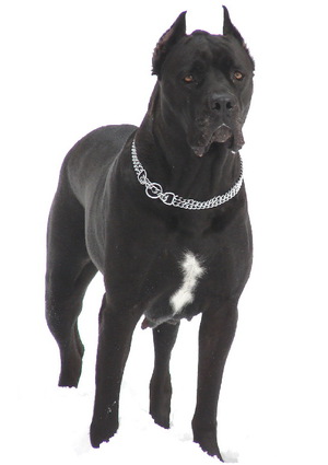 מאפייני גזע