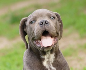 תיאור ומאפייני הגזע