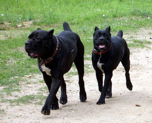 ביקורות מבעלי כלבים מה אומרים בעלי כלבי קיין קורסו