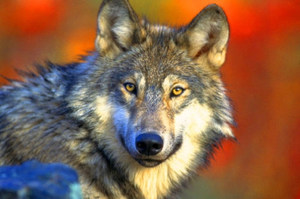 זאב יער אמיתי בסביבה ביתית