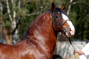 מאפייני גזע הסוסים