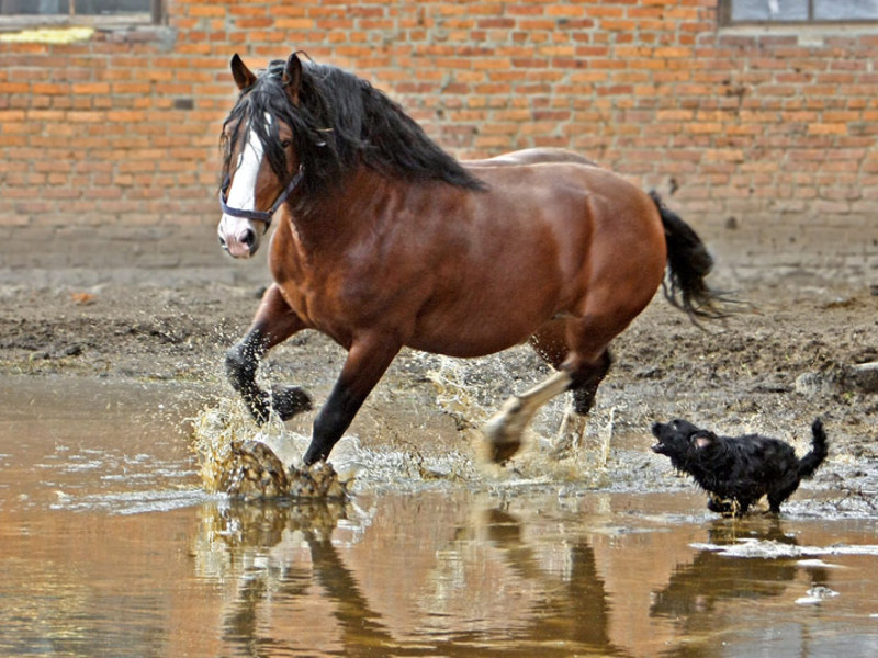 מאפיינים חיצוניים של סוס כבד