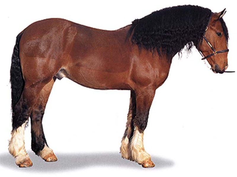 סוס משא סובייטי כבד