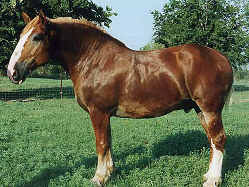 כללי טיפול בסוסים