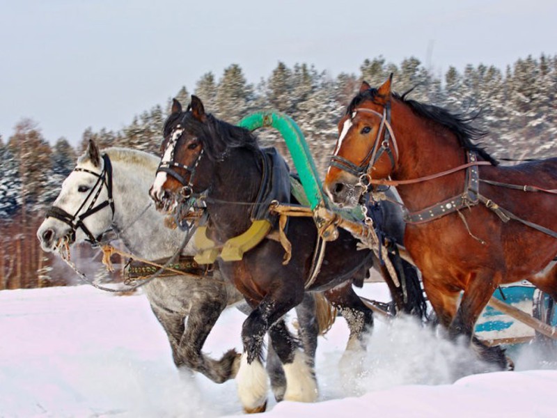 האכלת סוסים