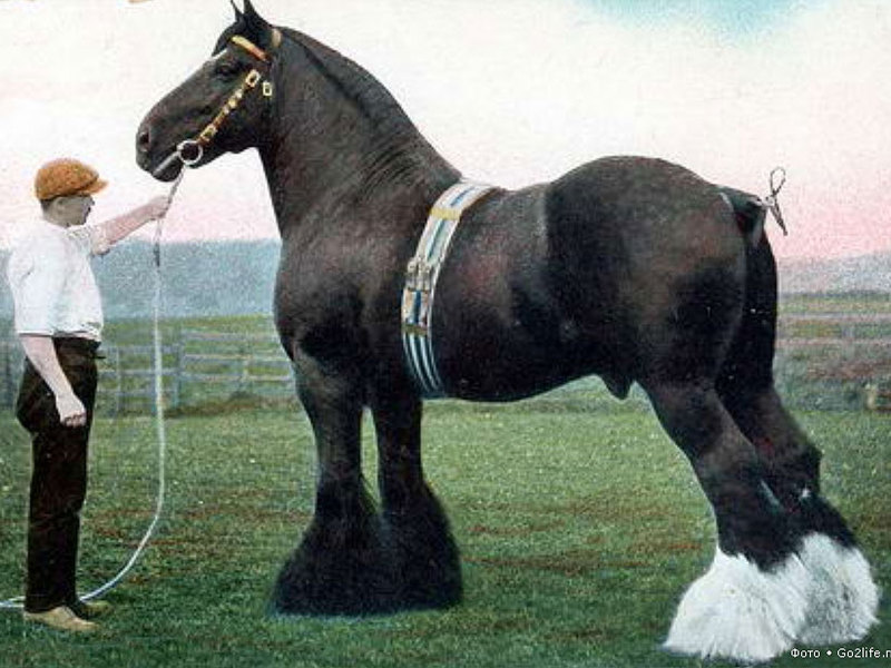 גידול סוסים גזעיים