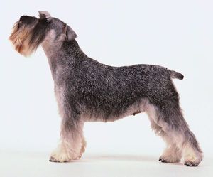 איך לטפל בכלבי שנאוצר