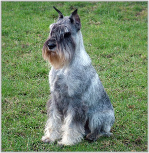 תיאור גזע הכלבים מאפייני שנאוצרים