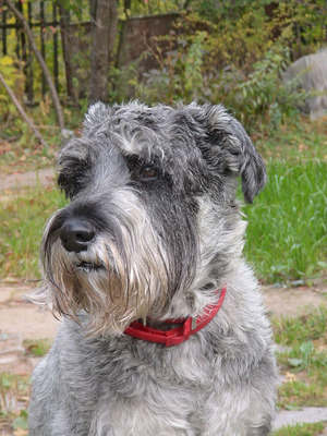 טיפוח וטיפוח איך לטפל בכלבי שנאוצר