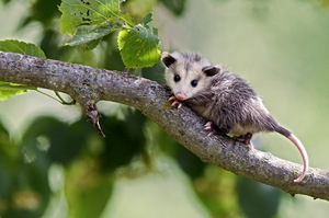 מסדר חיות הכיס