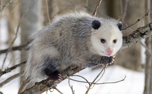 בית גידול לאופוסום