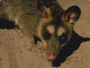 אופוסומים מצחיקים