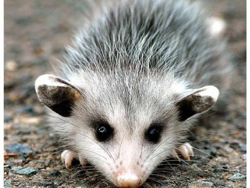 אופוסומים הם שוכני יער